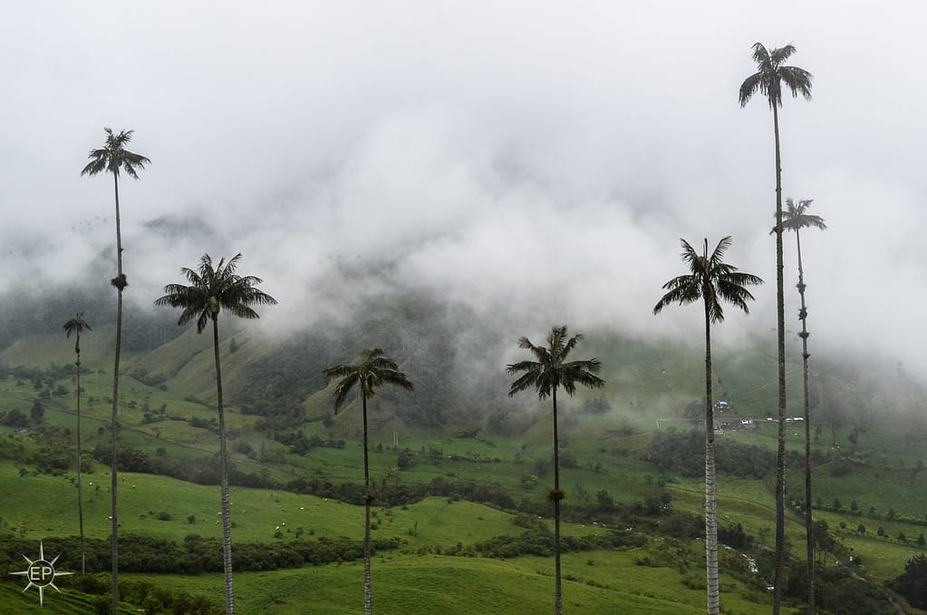 Colombia travel guide - Towering palm trees of Cocora Valley. 