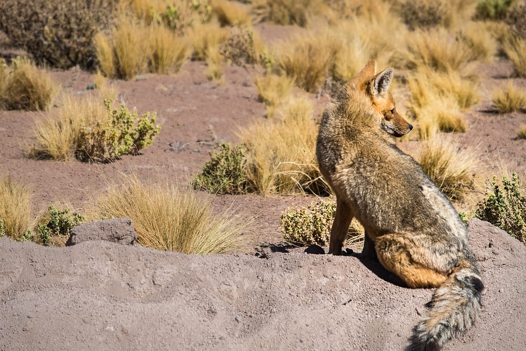 atacama desert wildlife desert fox