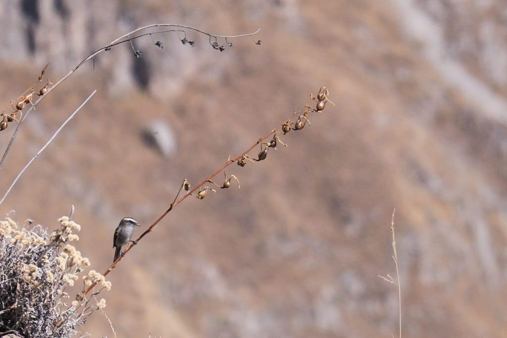 Colca Canyon trek - Little bird on a branch.