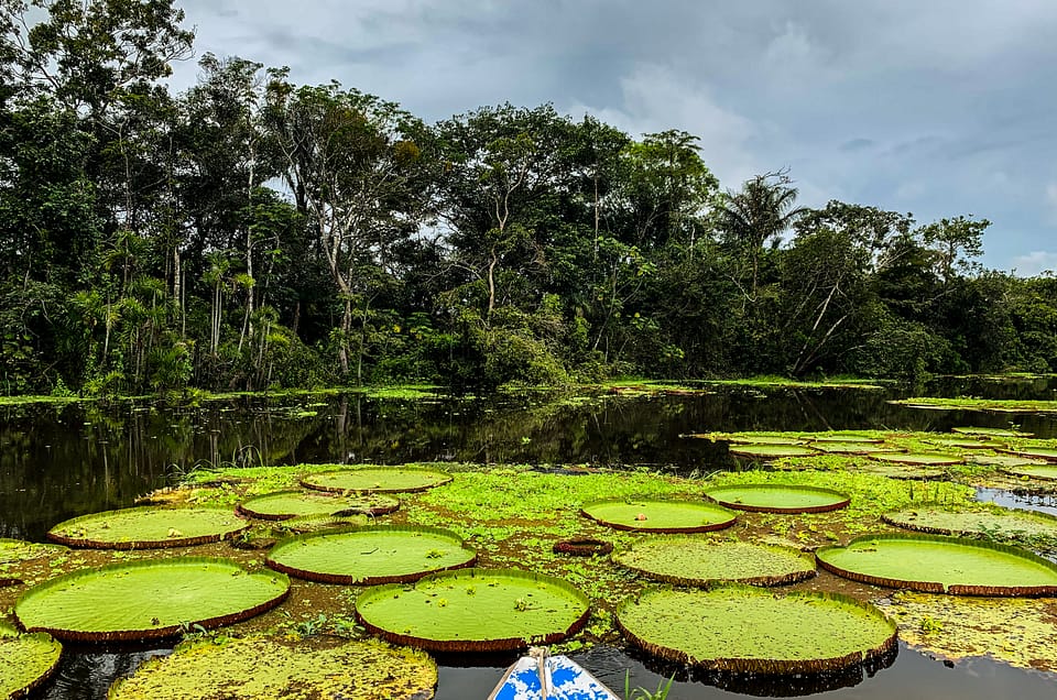 Comment explorer les circuits amazoniens depuis le Pérou : un guide pour l'explorateur des temps modernes
